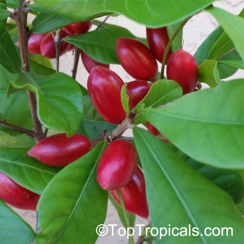 Miracle Fruit, Synsepalum dulcificum 