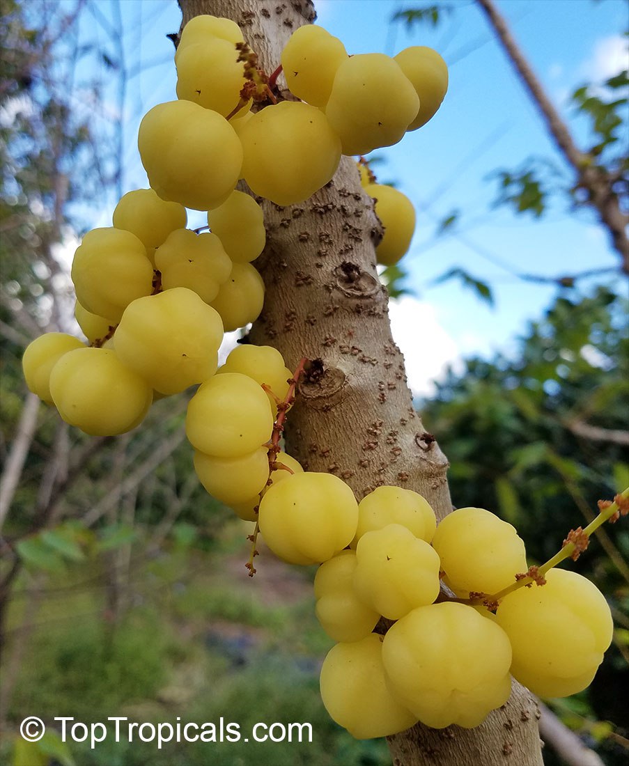 Phyllanthus acidus - Otaheite Gooseberry, Amlak, fruit