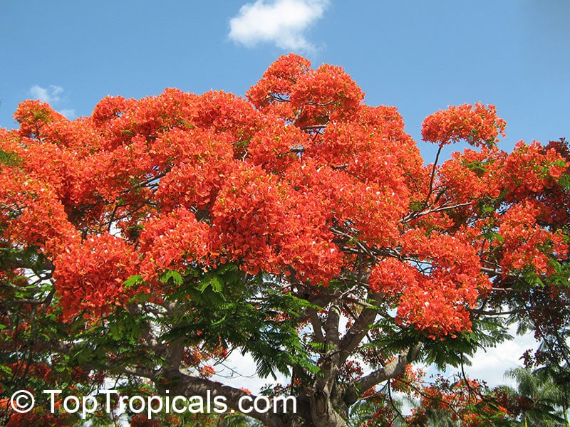 Royal Poinciana (Delonix regia)