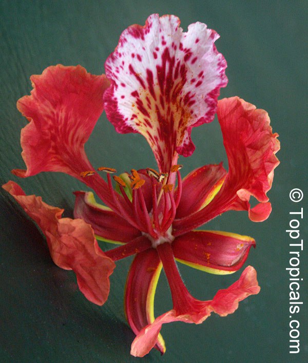 Royal Poinciana (Delonix regia)