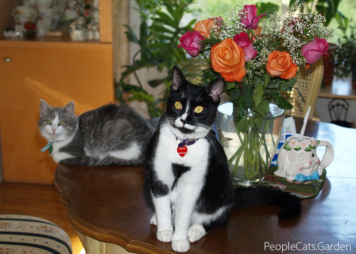 Cats and flowers