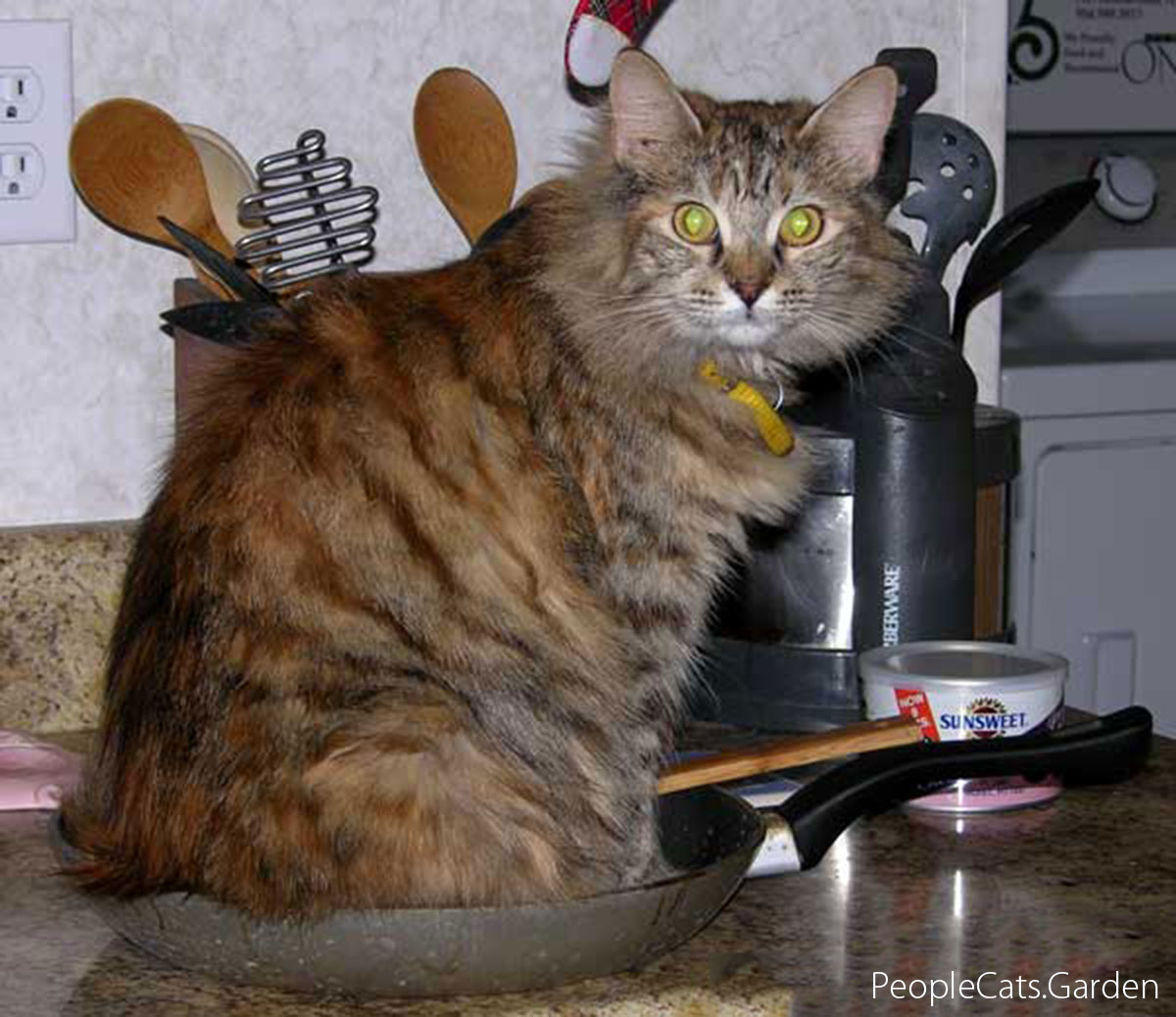 Just sitting in a pan, minding my own business