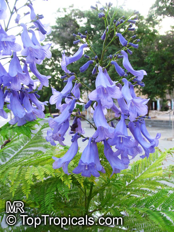 Jacaranda Tree flowers