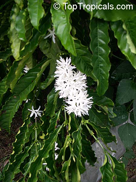 Coffea arabica - Coffee Tree, flowers