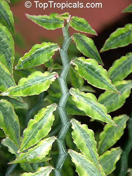 Pedilanthus tithymaloides â€