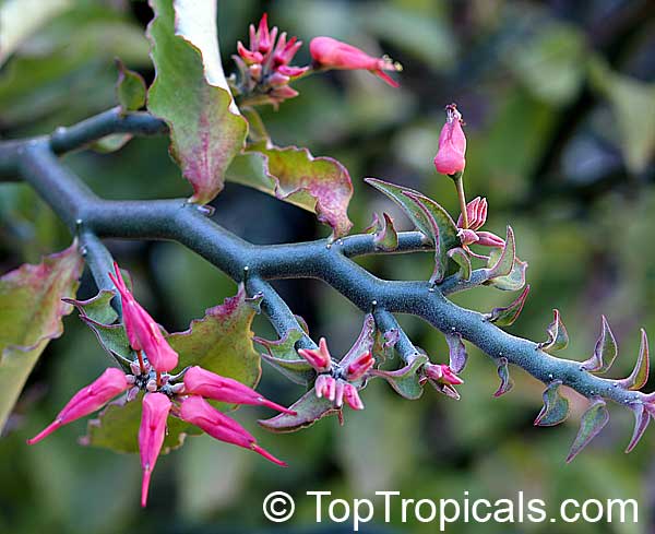 Pedilanthus tithymaloides â€