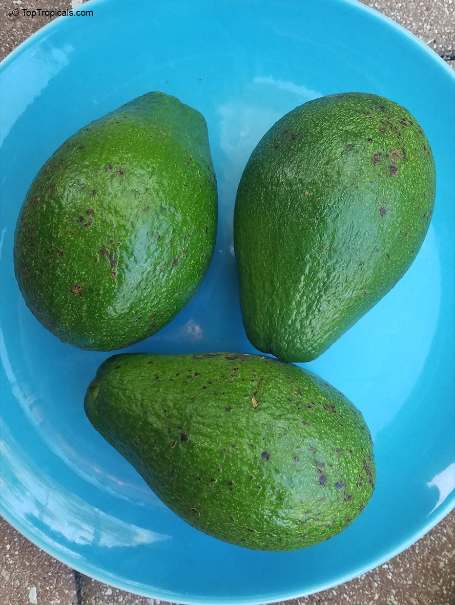 How good is Avocado Black Prince?