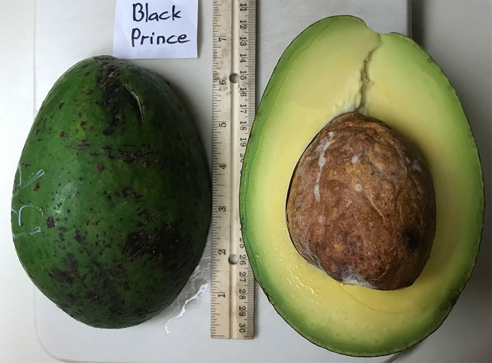 Black Prince Avocado fruit