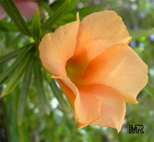 Lucky Nut (Thevetia nereifolia) peach flower