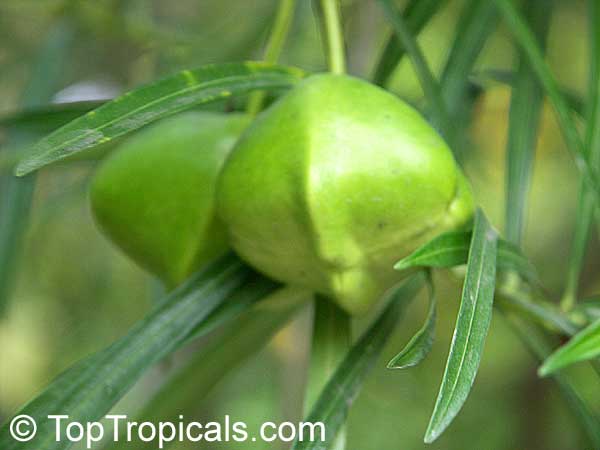 Lucky Nut (Thevetia nereifolia) nuts