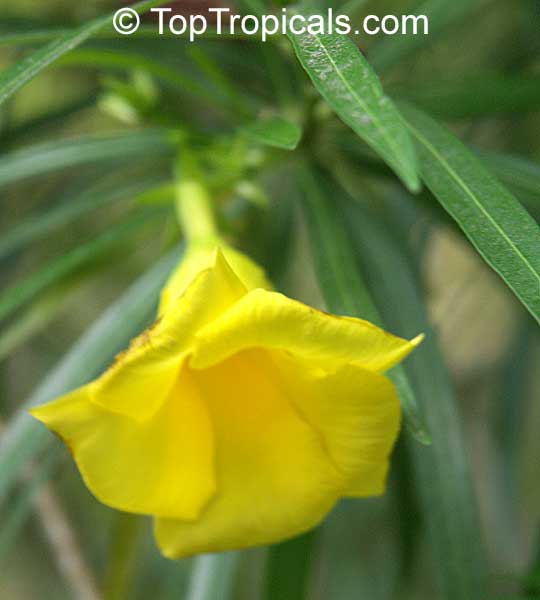 Lucky Nut (Thevetia nereifolia) yellow flower 