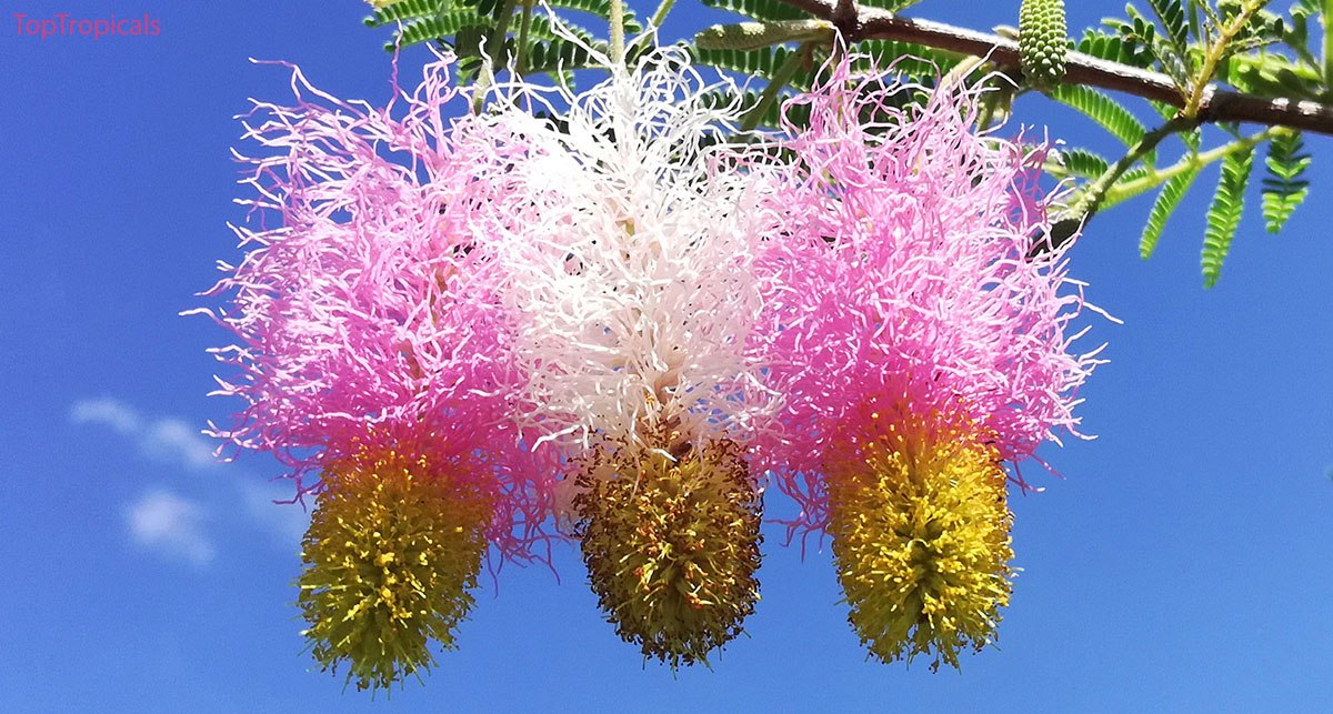 Dichrostachys cinerea - Princess Earrings, Sickle bush