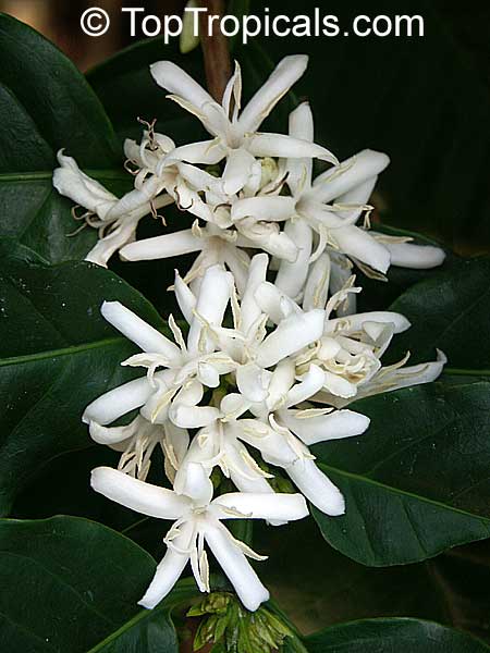 Coffea arabica - Coffee Tree, flowers