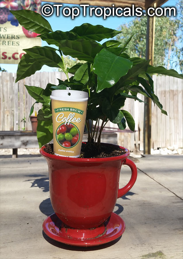 Coffea arabica - Coffee Tree in a cup