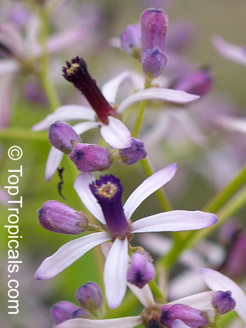 Melia azedarach, Chinaberry tree flowers close up