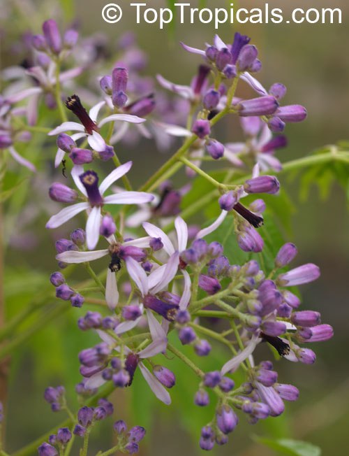 Melia azedarach, Chinaberry tree flowers