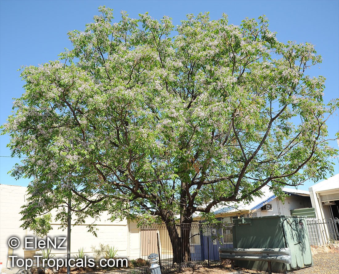 Melia azedarach, Chinaberry tree