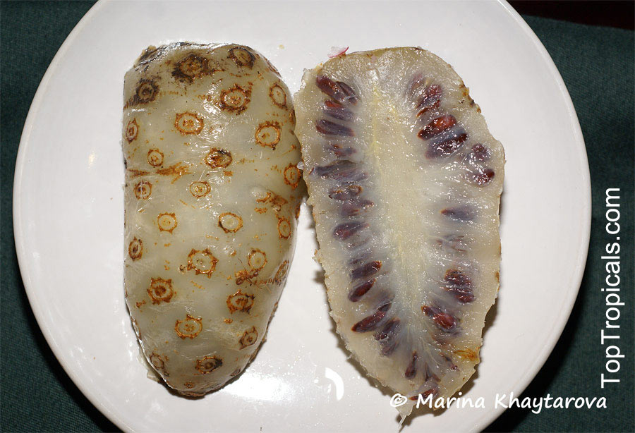 Moringa citrifolia - Noni fruit