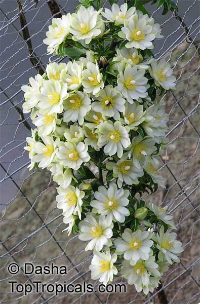 Perescia aculeata - Barbados Gooseberry, flowers