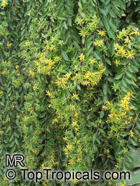 Perescia aculeata - Barbados Gooseberry