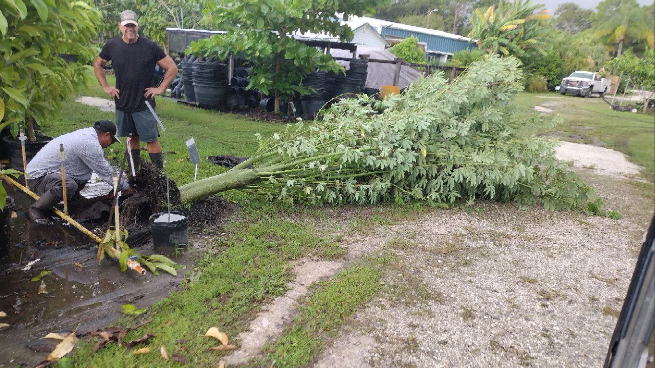 How to pick up a fallen Kapok tree