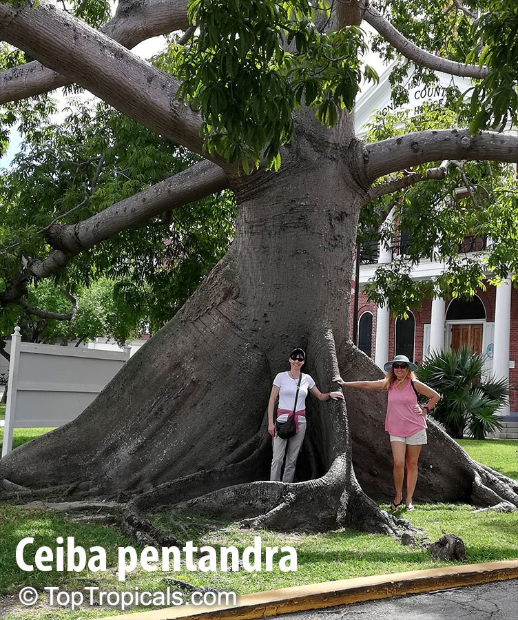 Ceiba pentandra - Kapok tree