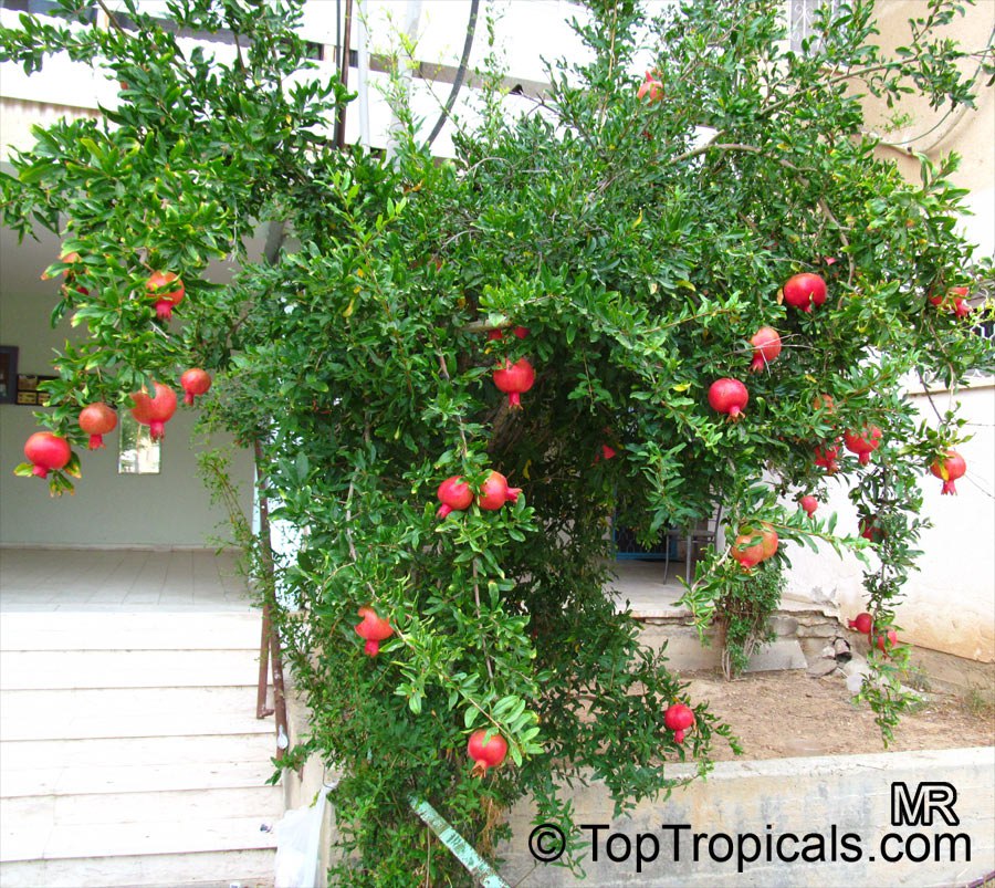 Pomegranate tree (Punica granatum) 