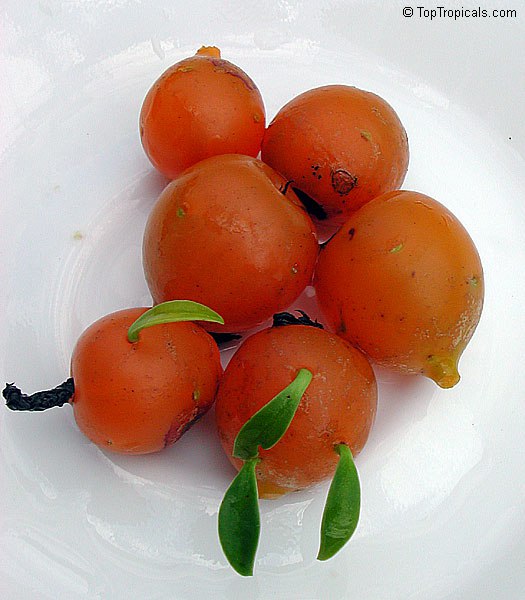 Perescia aculeata - Barbados Gooseberry, fruit