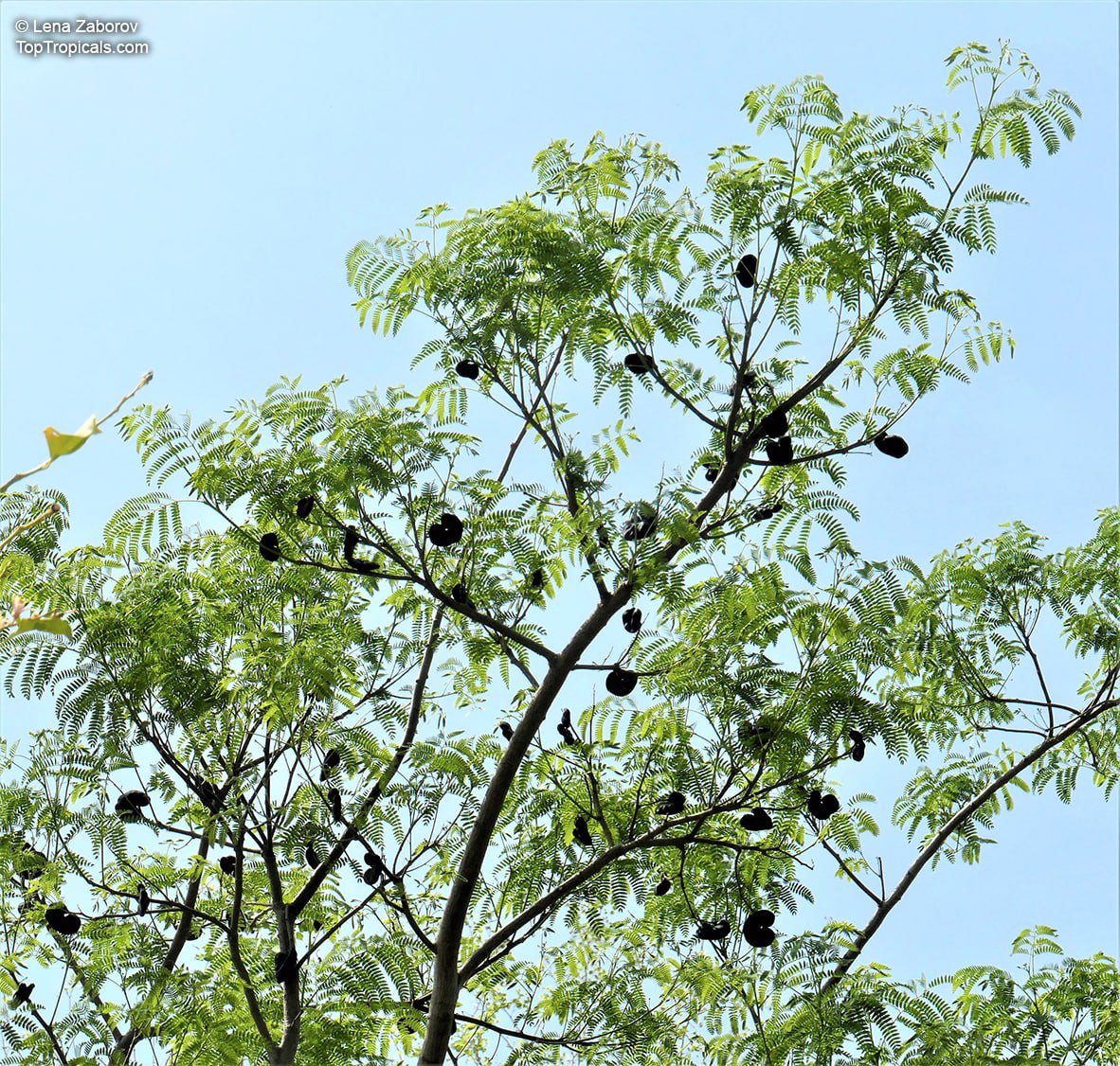 Enterolobium cyclocarpum - Monkey Ear Tree, Elephant Ear Tree