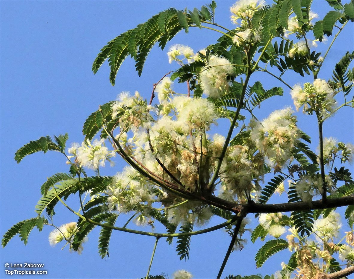 Enterolobium cyclocarpum - Monkey Ear Tree, Elephant Ear Tree, flowers