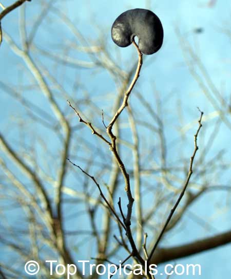 Enterolobium cyclocarpum - Monkey Ear Tree, Elephant Ear Tree, fruit