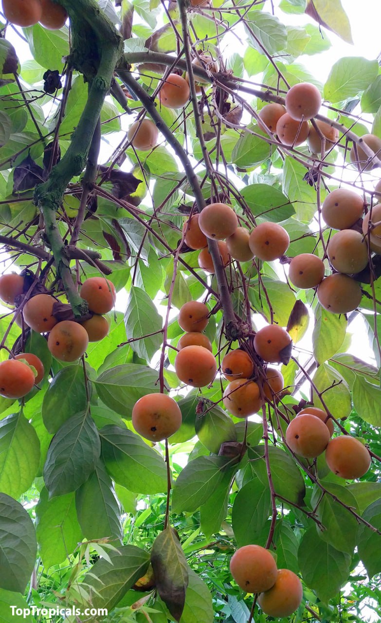 American Persimmon tree (Diospyros virginiana), fruit on the branch