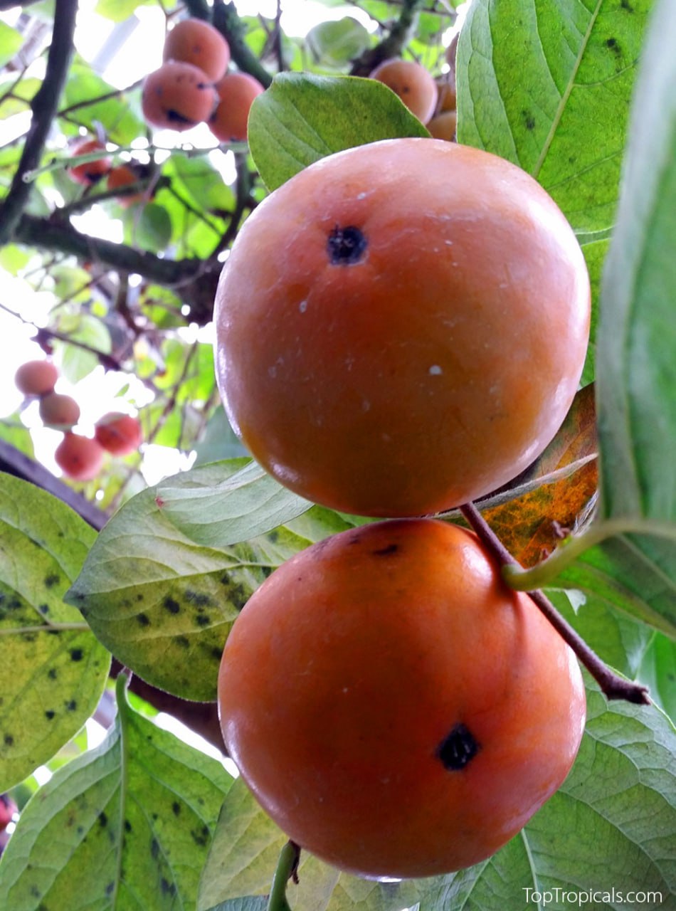 American Persimmon tree (Diospyros virginiana), fruit