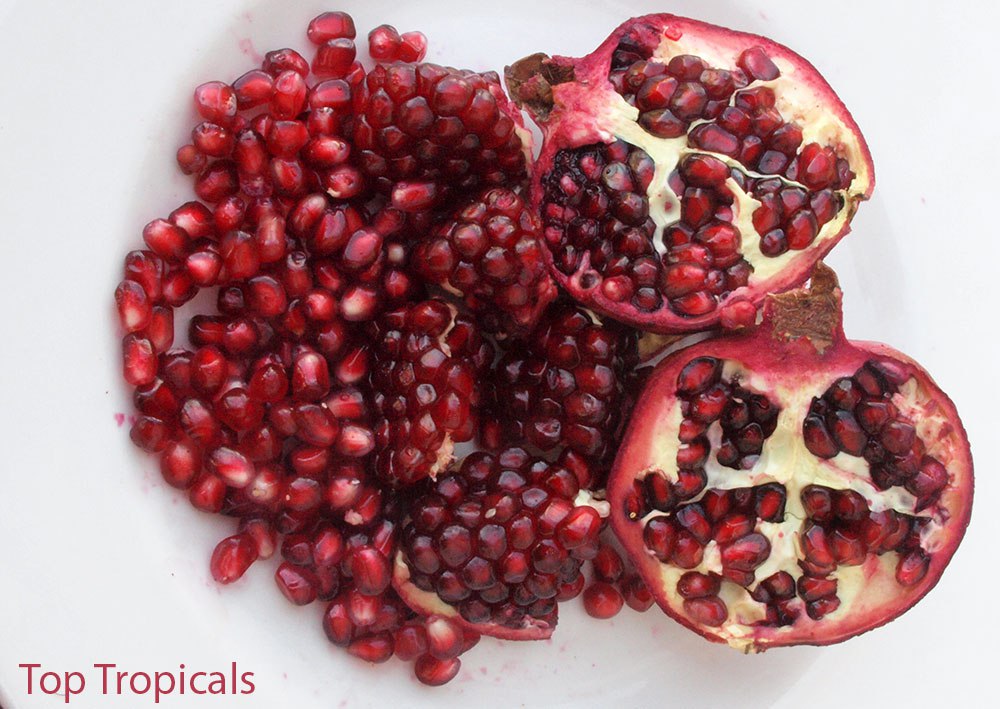 Pomegranate tree (Punica granatum), fruit