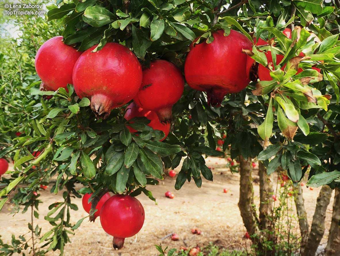 Pomegranate tree (Punica granatum), fruit