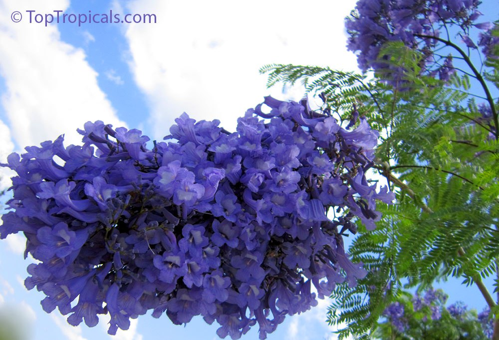 Why the Purple Tango of Jacaranda is so hypnotizing