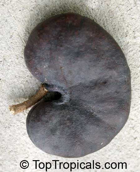 How to get a quick shade from Elephant Ear and crafts from Monkey Ear?