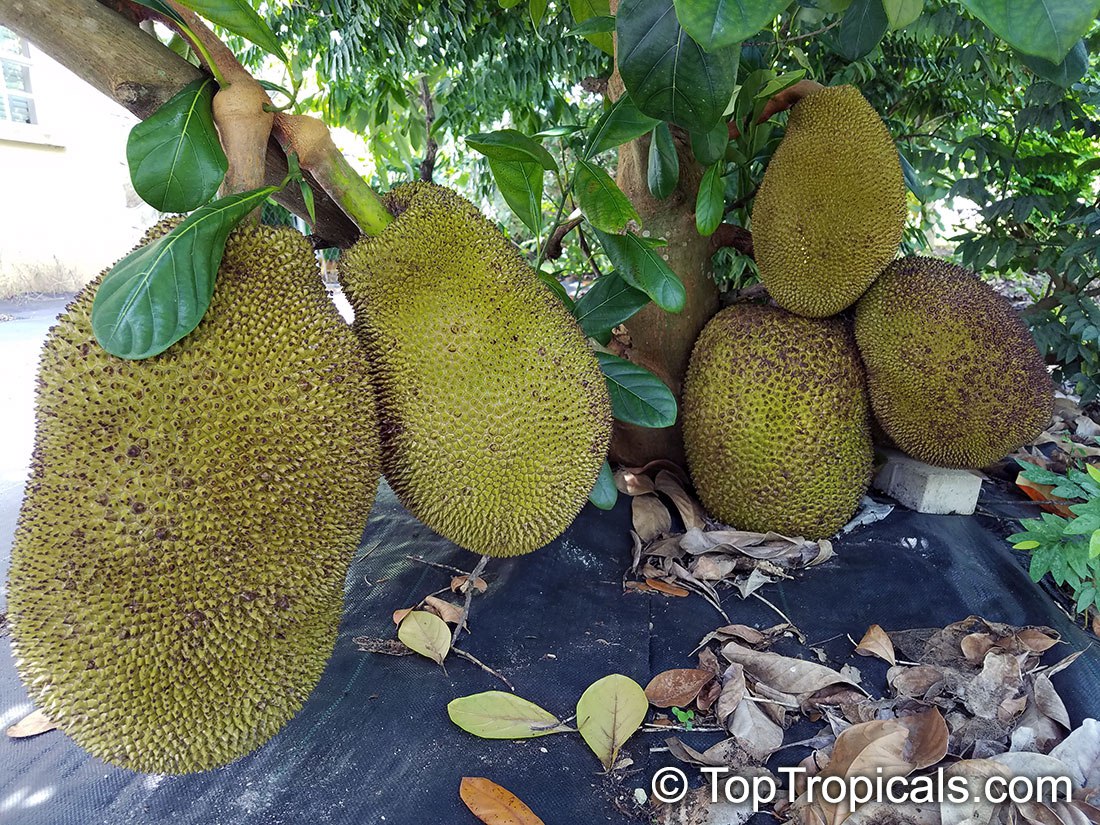 Jackfruit (Artocarpus heterophyllus) fruit at the base of the tree