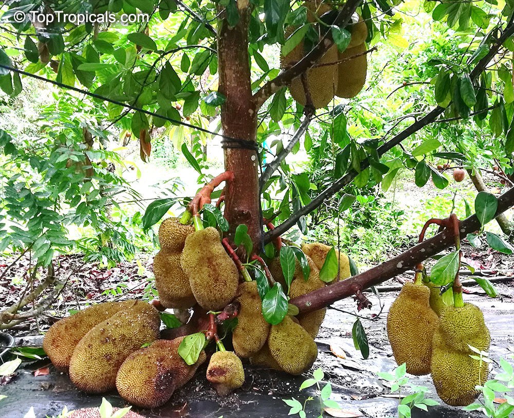 Jackfruit (Artocarpus heterophyllus) fruit at the base of the tree