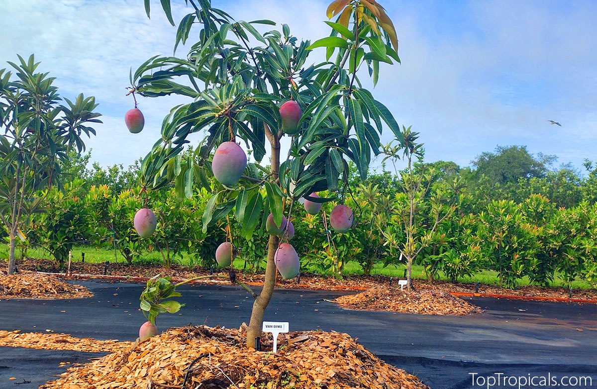 Mango tree with fruit