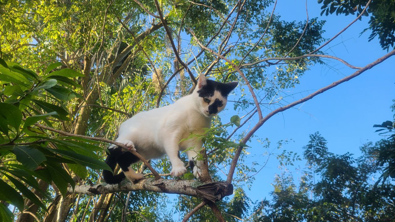 Discovering the jungle