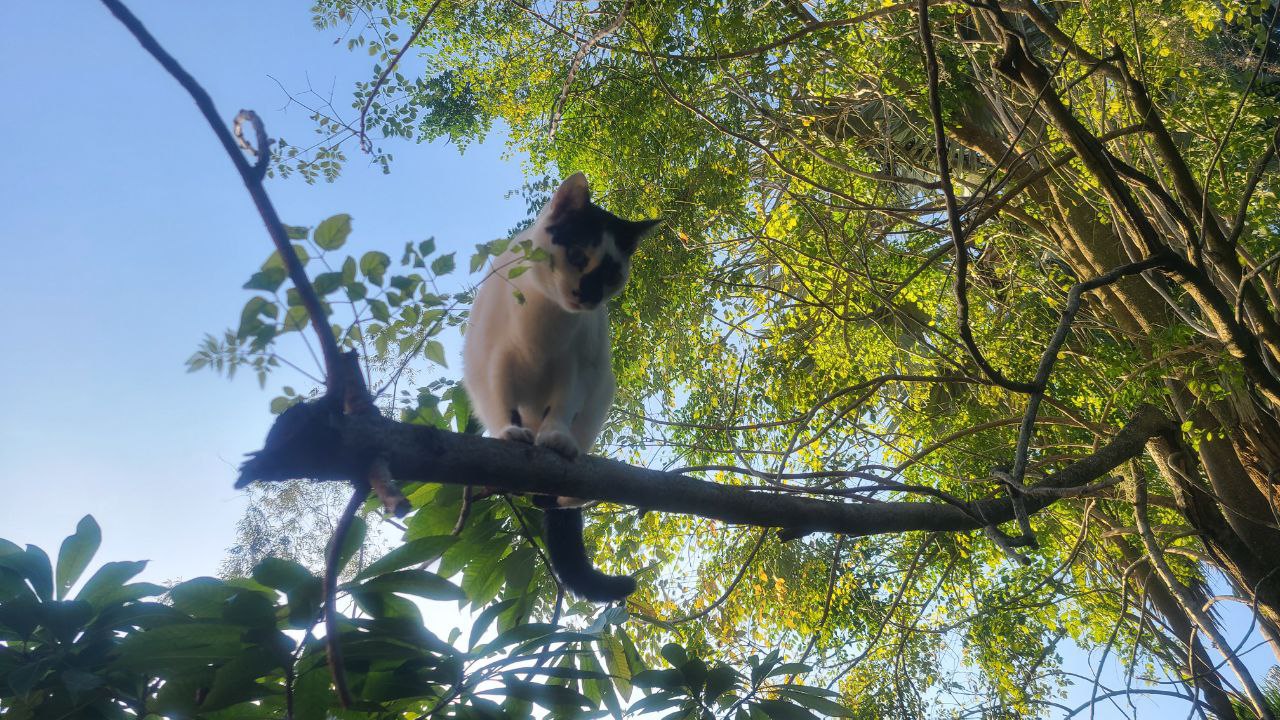 Discovering the jungle