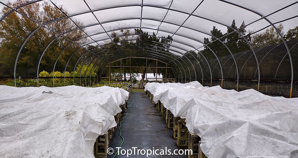 How to protect tropical plants in Winter