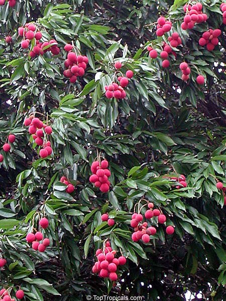 Lychee fruit on a tree, Litchi chinensis