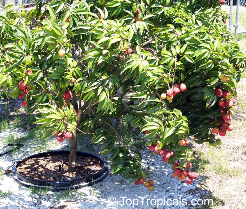 Lychee tree in a pot with fruit, Litchi chinensis