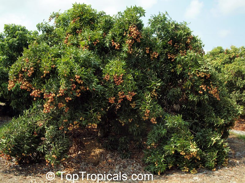 Lychee tree with fruit, Litchi chinensis