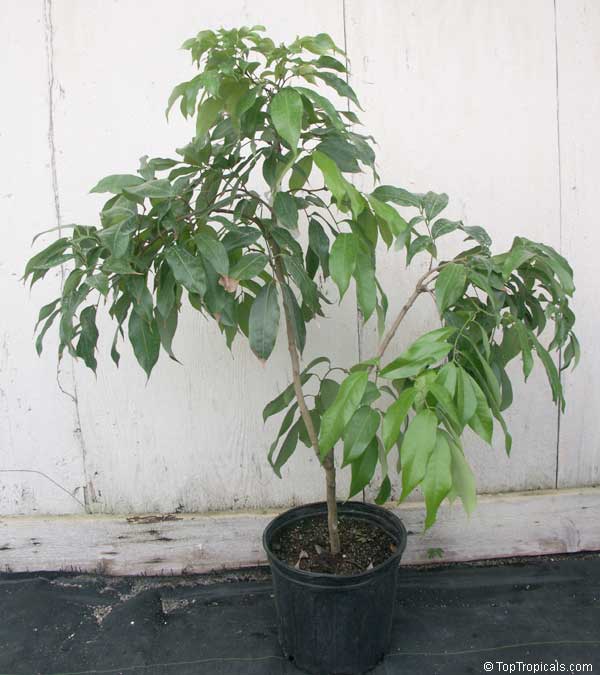 Lychee tree in a pot, Litchi chinensis