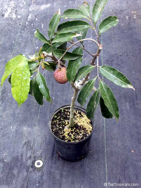 Lychee tree in a pot with fruit, Litchi chinensis