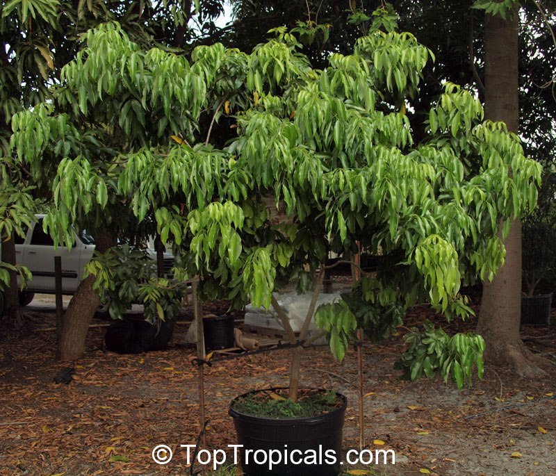 Lychee tree in a pot, Litchi chinensis