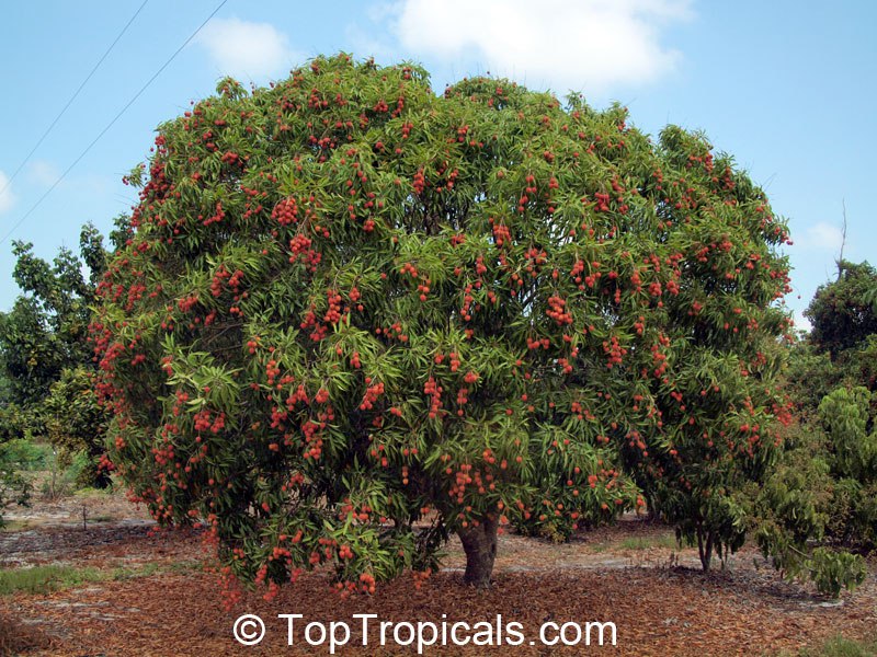 Lychee tree, Litchi chinensis